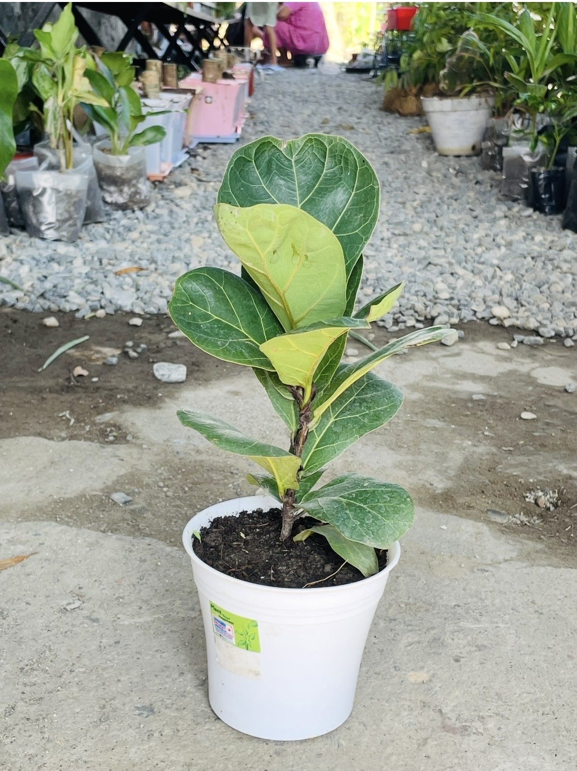 Fiddle Leaf Fig