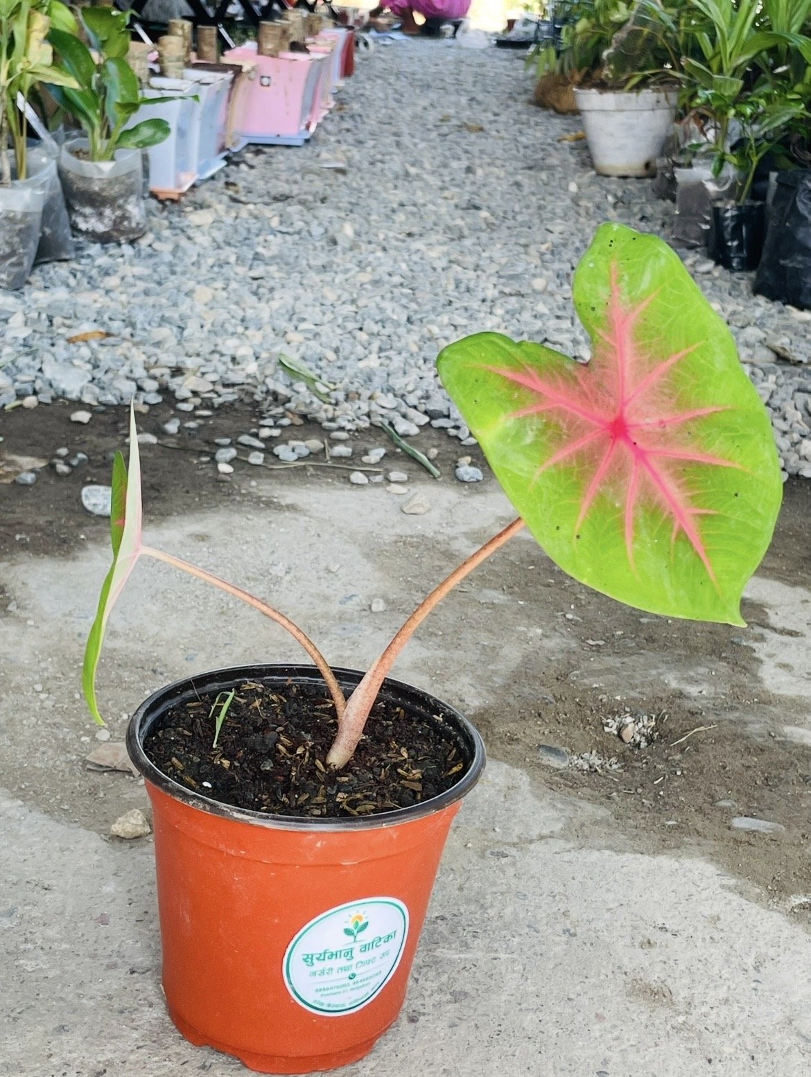 Pink-Veined Caladium